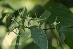 Strobilanthes aurita
